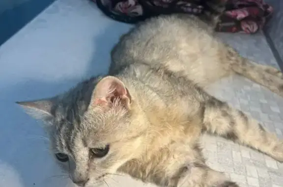 Найдена кошка, Вологодская область, фото: Кот найден у д. Никульцево, Вологда