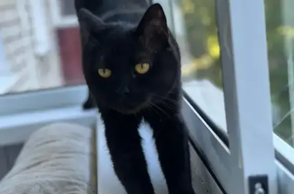 Объявления о пропавших и найденных животных, Качканар, фото: Пропала кошка, ул. Свердлова, Качканар