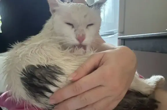 Кошка найдена: Кадомцева 23, Москва