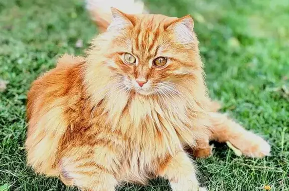 Кошки потеряшки, , фото: Потеряшка кошка в Ступино, МО