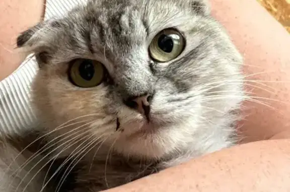 Найдена кошка, Воронежская область, фото: Кошка найдена: Аннинское, Воронежская обл.