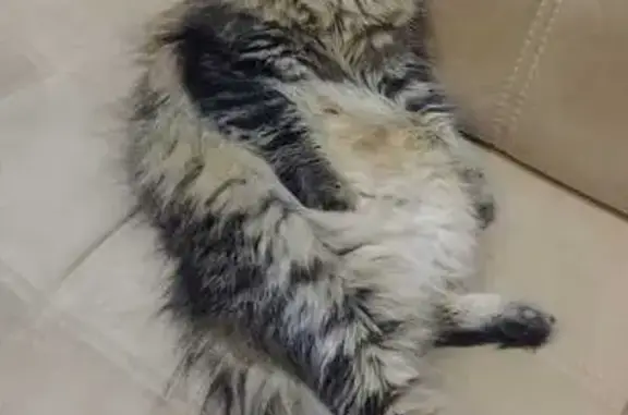 Кошки потеряшки, Домодедово, фото: Потеряшка кошка, Майская 44, Домодедово