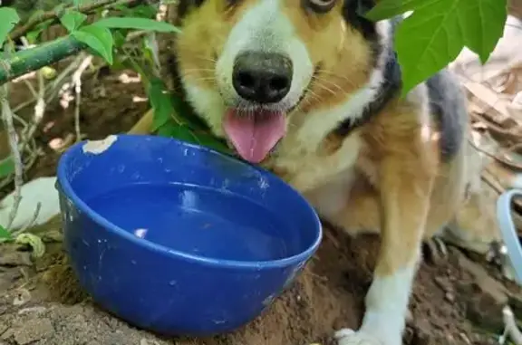 Собака найдена, ул. Мельникова-Печёрского, 8