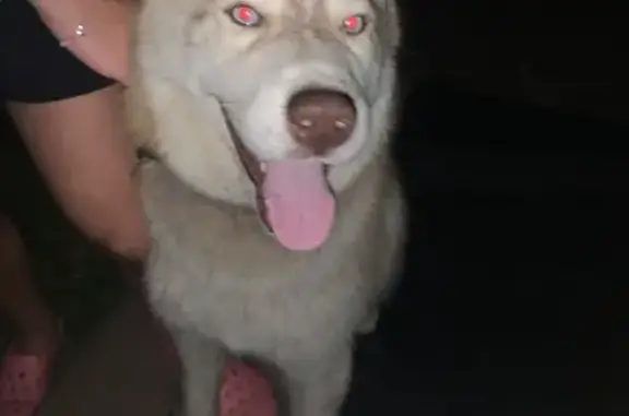 Найдена собака, Балашиха, фото: Найдена собака, Железнодорожный проезд 7