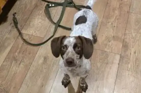 Щенок найден на Социалистической, 11, Тамбов