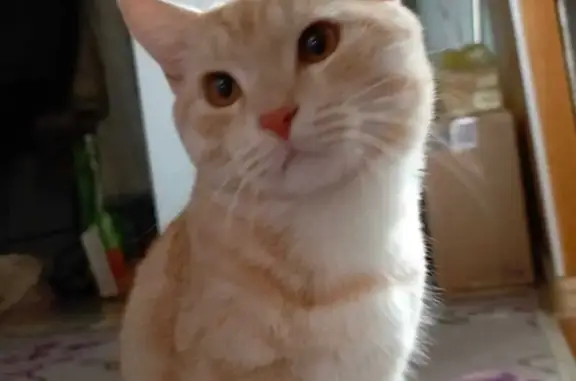 Пропала кошка, ул. Энтузиастов, 30