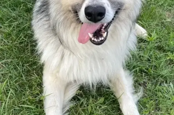 Найдена собака, , фото: Собака найдена на ул. Гроздова, Орловские дворики