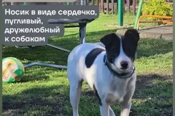 Пропала собака, Центральная ул. 10, Косырёвка
