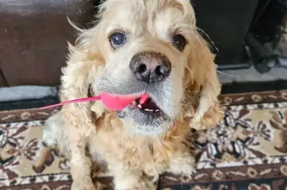 Собаки потеряшки, Москва, фото: Потеряшка собака на Варшавском шоссе