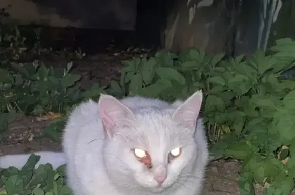 Кошка найдена: СПб, Кирочная 32-34