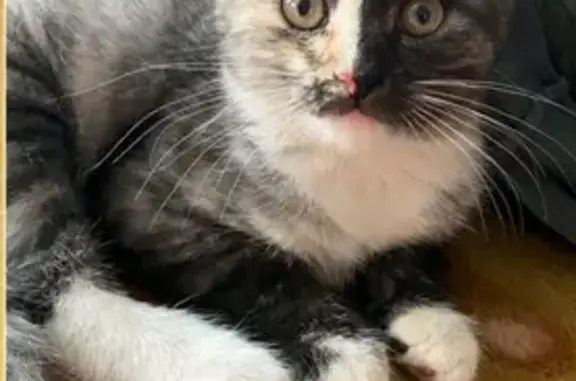 Найдена кошка, Оренбург, фото: Кошка найдена на Туркестанской, 110, Оренбург