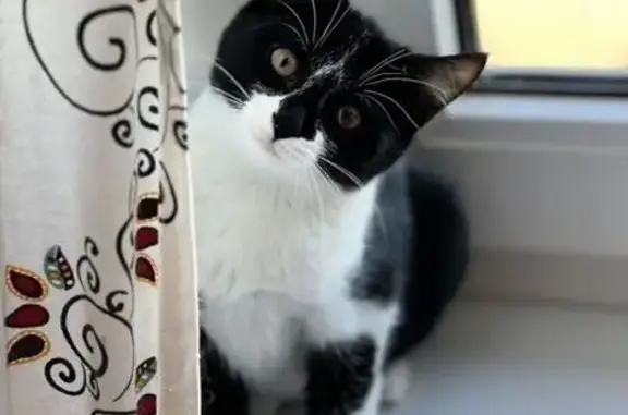 Кошки потеряшки, Петрозаводск, фото: Потеряшка кошка, ул. Льва Толстого 4, Петрозаводск