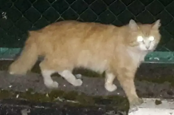 Кошка найдена: Лиственничная аллея, 12 с4