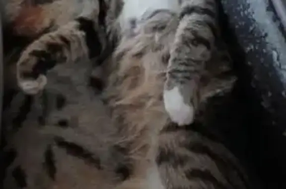 Кошки потеряшки, Тамбов, фото: Потеряшка кошка, ул. Мордасовой, 1А, Тамбов