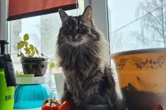 Кошки потеряшки, Брянск, фото: Потеряшка кошка, ул. Дуки, 11, Брянск