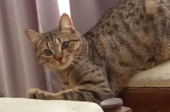 Кошки потеряшки, Ижевск, фото: Потеряшка кошка, ул. Некрасова, 1, Ижевск