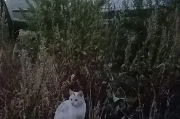 Найдена кошка, Архангельск, фото: Кошка у причала, набережная Северной Двины