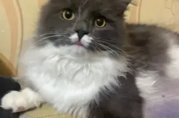 Кошки потеряшки, Петрозаводск, фото: Потеряшка серый кот, ул. Кутузова, 2