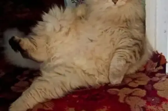 Объявления о пропавших и найденных животных, , фото: Пропала кошка, ул. Мелиораторов 25, Тобольск