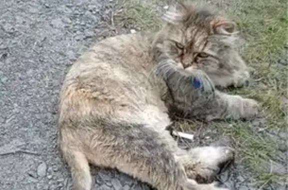 Пропала кошка на Шпальной, 44, Ярославль