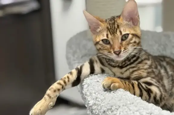 Кошки потеряшки, Москва, фото: Потеряшка кошка, Дмитрия Ульянова 36