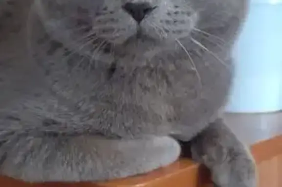 Кошки потеряшки, Ковров, фото: Потеряшка кошка, Андреевская ул. 18, Ковров