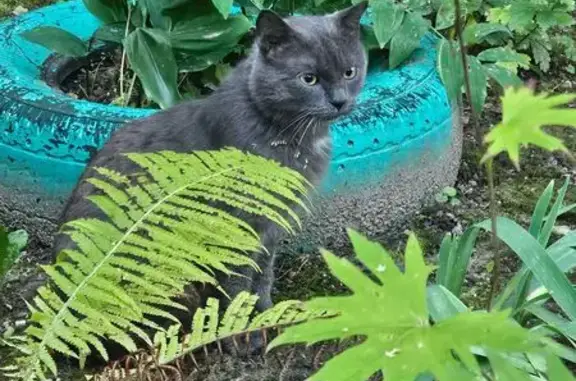 Найдена кошка, Часцы, фото: Найдена кошка, 17А Часцы