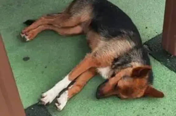 Найдена собака, Челябинск, фото: Найдена собака, Свердловский пр. 41А, Челябинск