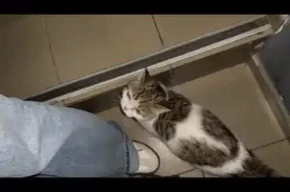 Кошка найдена: Калашный переулок, 4/1