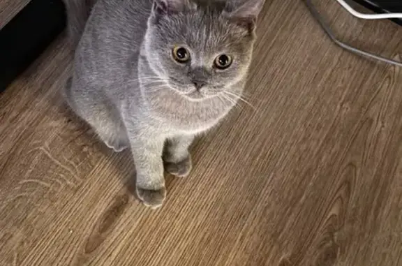 Кошки потеряшки, Уфа, фото: Потеряшка кошка, ул. Просвещения, 9, Уфа