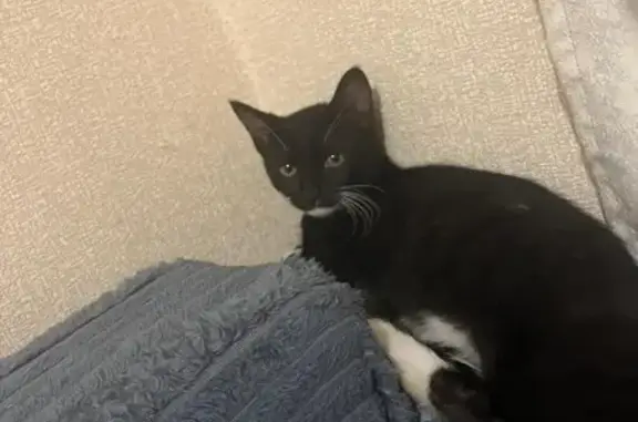 Пропала кошка, Орджоникидзе 80, Свободный