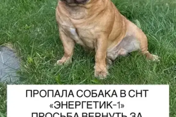 Собаки потеряшки, Курган, фото: Потеряшка рыжий бульдог, пр. Конституции, 64