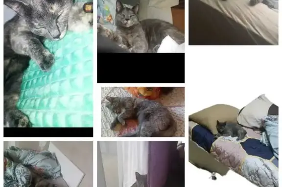 Потерянные животные Якутск, фото: Пропала кошка Шерри, Дальняя ул. 30, Якутск