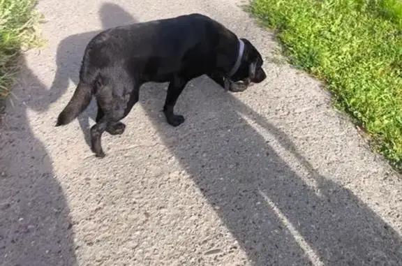 Найдена собака, Ижевск, фото: Собака найдена на Мельничной, 1А, Ижевск