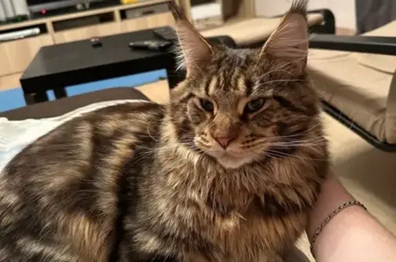 Кошки потеряшки, Домодедово, фото: Потеряшка мейн-кун, Восточная ул., Домодедово