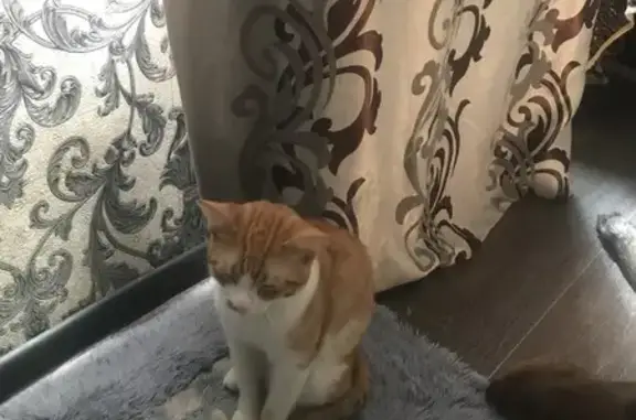 Найдена кошка, Новосибирск, фото: Кот найден: Лесосечная ул, 2, Новосибирск