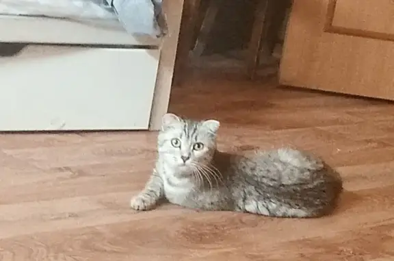 Пропала кошка, ул. Мамина, Челябинск