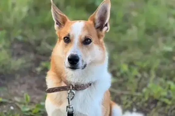 Найдена собака на Московском шоссе, Самара