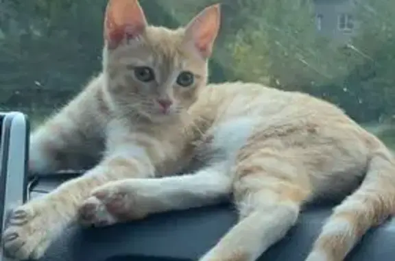 Пропала кошка, ул. Юности, 18, Н. Тагил