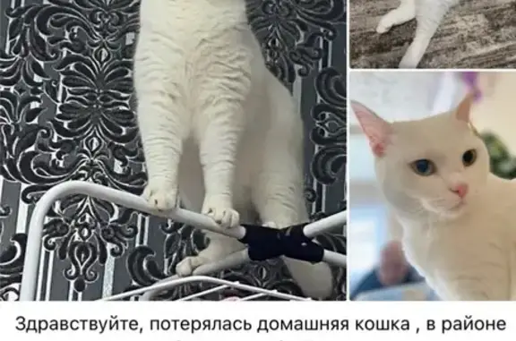 Пропала глухая кошка, Энергетик-2, Татарстан
