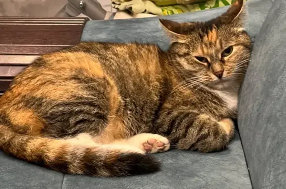 Кошки потеряшки, Москва, фото: Потеряшка кошка Муся, Москва, 19с2