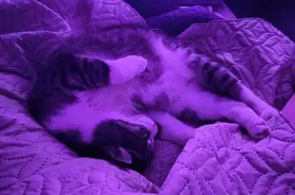 Пропал кот Барсик, ул. Ленина 36, Свободный