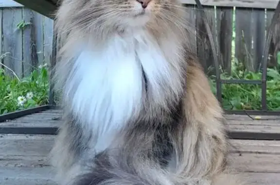 Пропала кошка, ул. Набережная, Шира