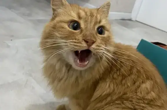 Найдена кошка на Ленина 112, Ижевск