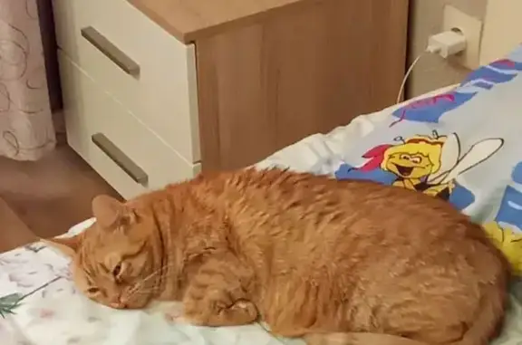 Пропала кошка, ул. Базарная, 124, Челбасская