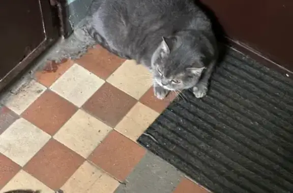 Кошка найдена на Волгоградской 10, Казань