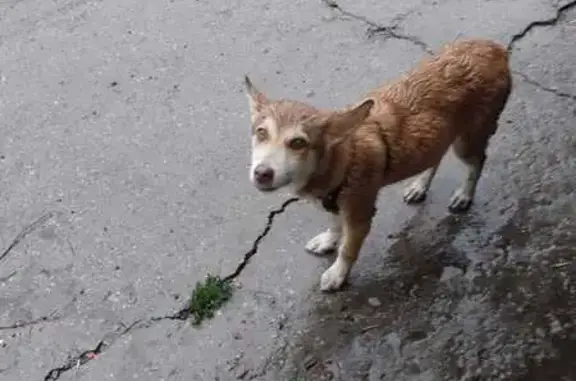 Найдена собака, Челябинск, фото: Собака ждёт хозяина, пр. Ленина 56, Челябинск