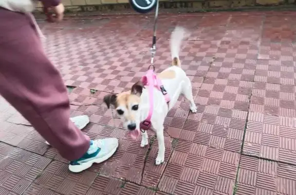 Найдена собака на Авторемонтной, 17, Тюмень