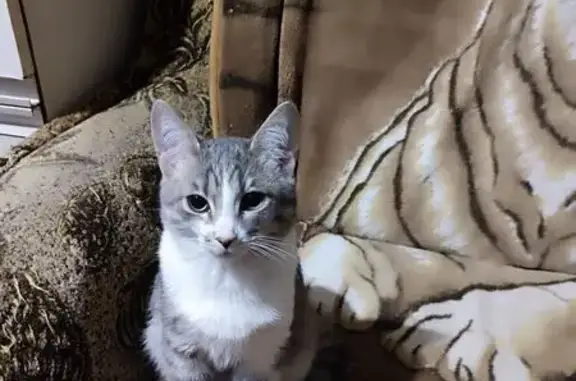 Пропала кошка, Давиденко 178, Макеевка