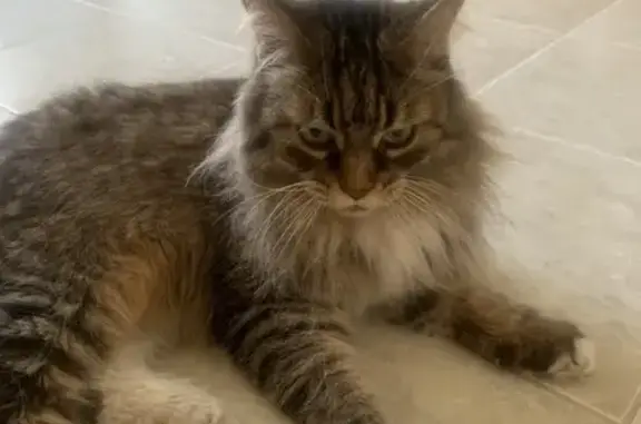 Кошки потеряшки, Саранск, фото: Потеряшка кошка, ул. Фурманова, 50, Саранск